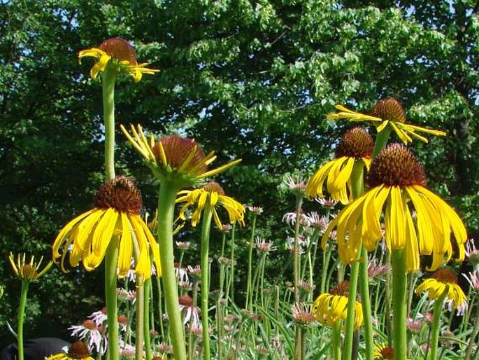 Echinacea paradoxa