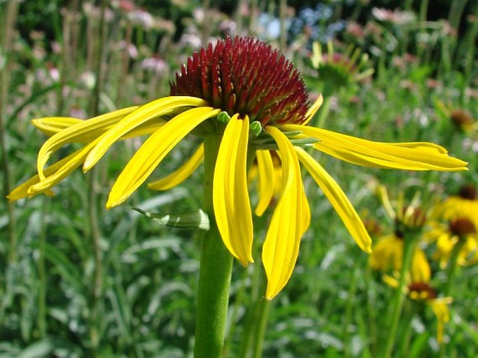 Echinacea paradoxa