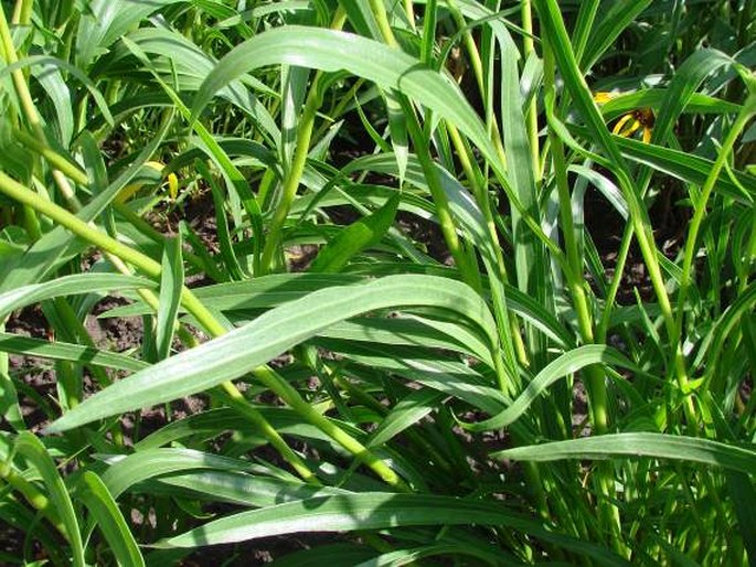 Echinacea paradoxa