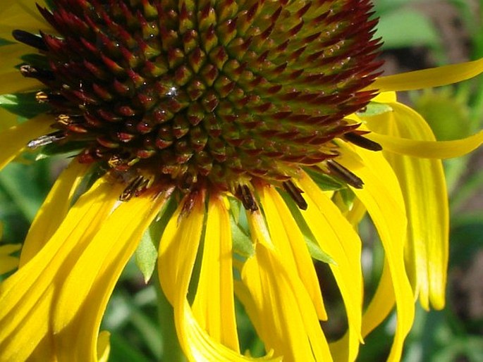 Echinacea paradoxa