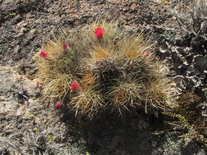 Echinopsis maximiliana