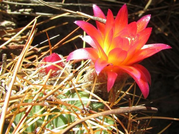 Echinopsis maximiliana