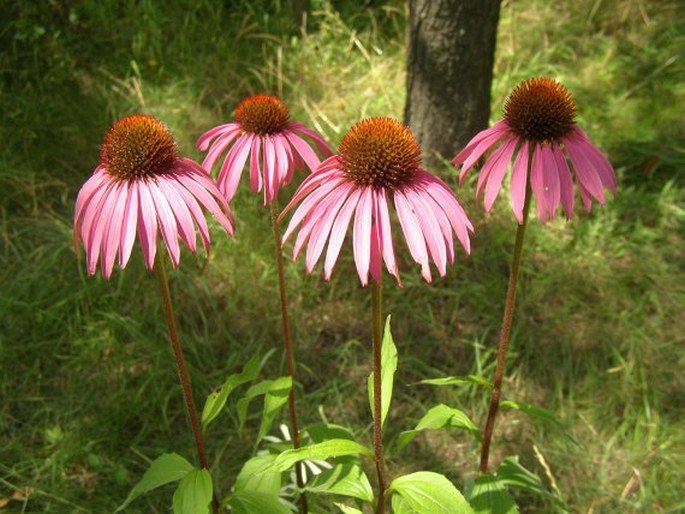 Echinacea purpurea