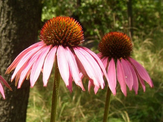 Echinacea purpurea