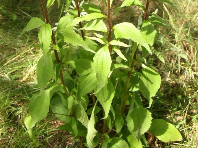 Echinacea purpurea