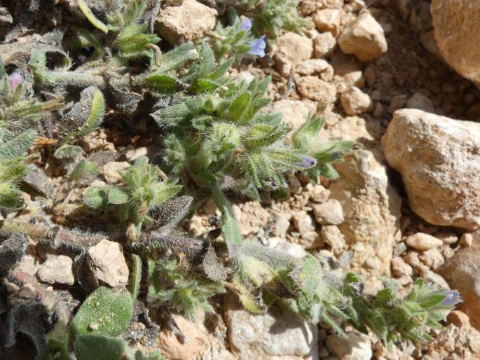 Echium parviflorum