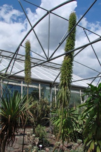 Echium pininana