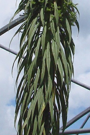 Echium pininana