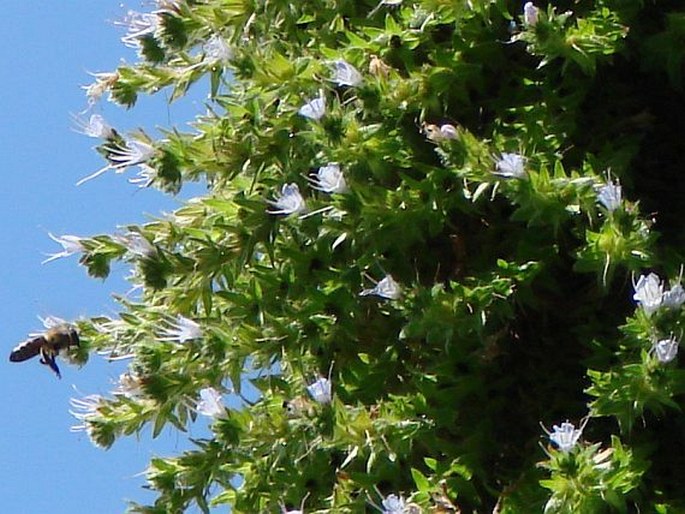 Echium pininana