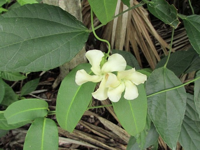 Echites umbellatus