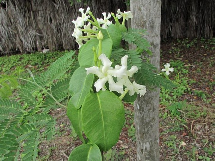 Echites umbellatus