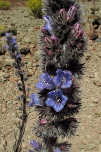 Echium auberianum