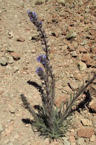 Echium auberianum