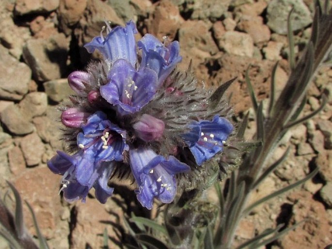 Echium auberianum