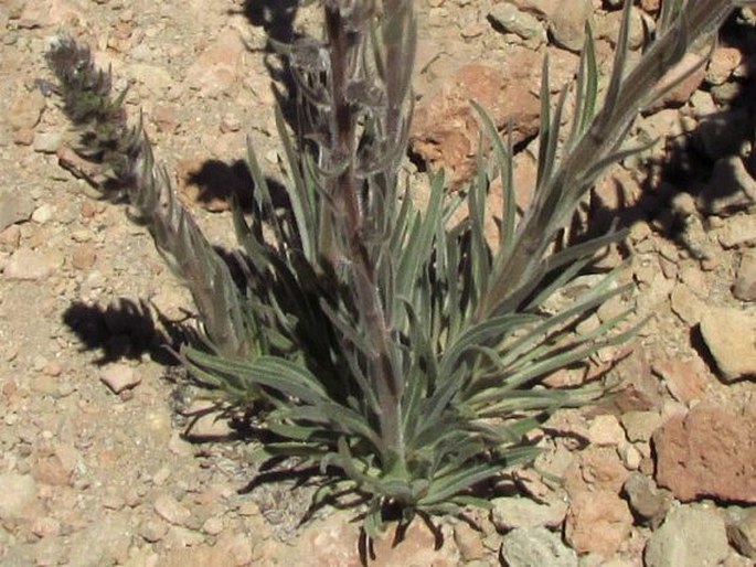 Echium auberianum