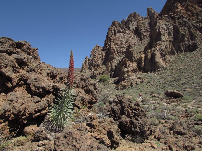 Echium wildpretii