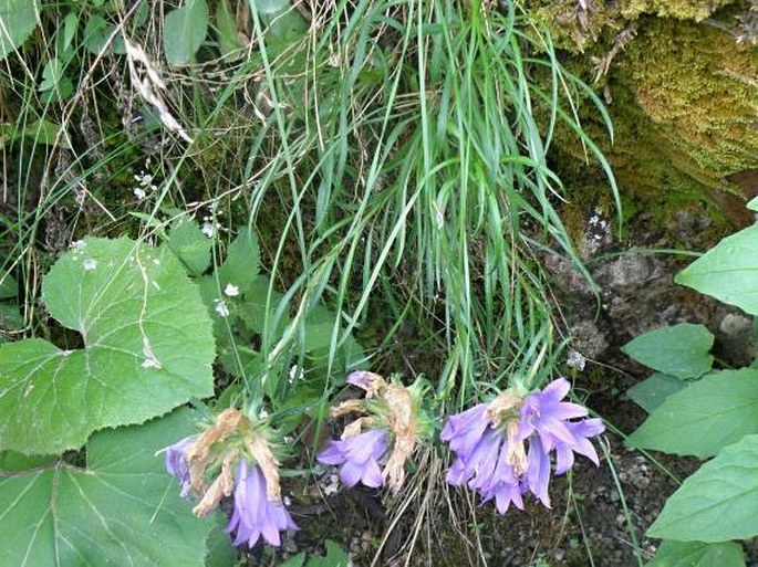 Edraianthus jugoslavicus