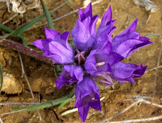 Edraianthus graminifolius