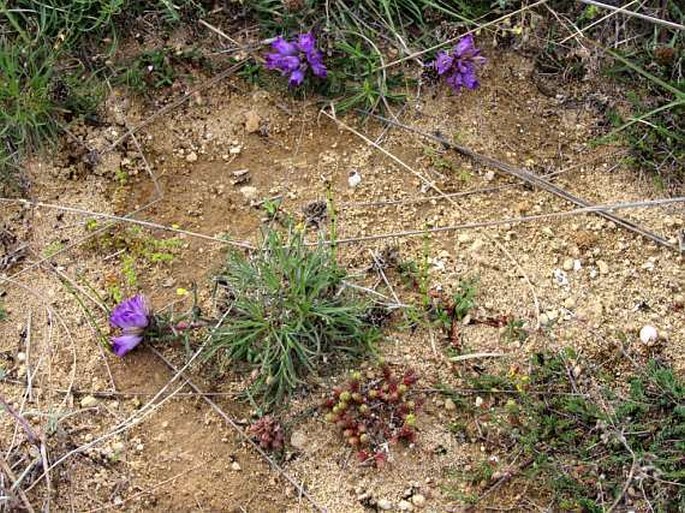 Edraianthus graminifolius