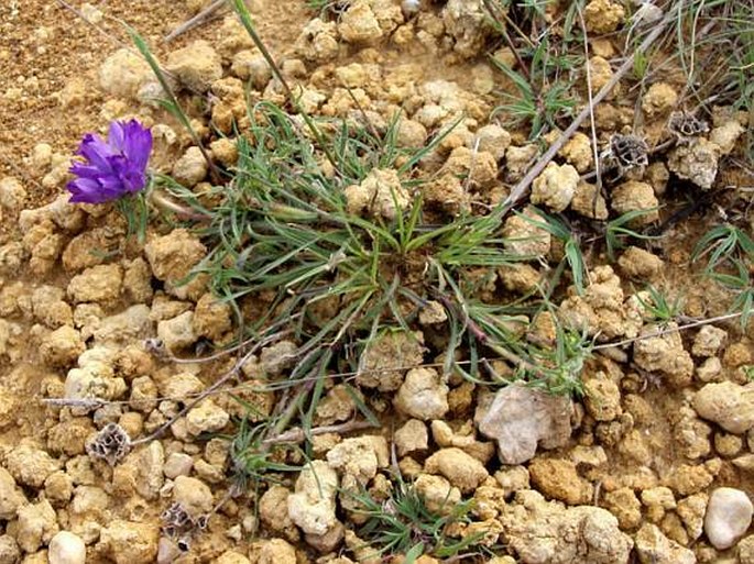 Edraianthus graminifolius