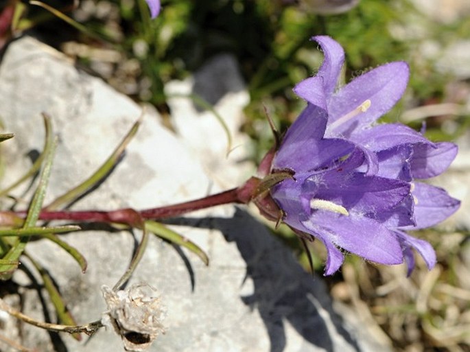 Edraianthus graminifolius