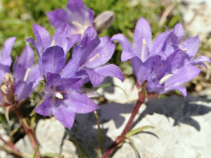 Edraianthus graminifolius