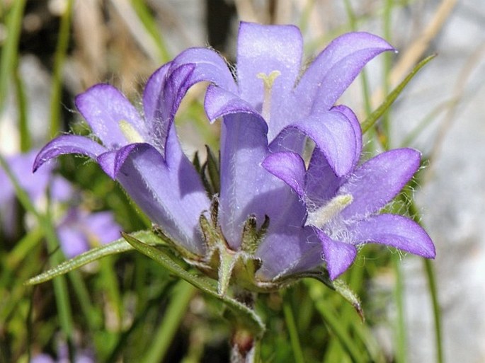 Edraianthus graminifolius