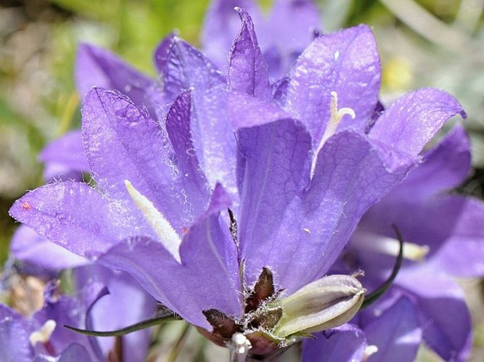 Edraianthus graminifolius