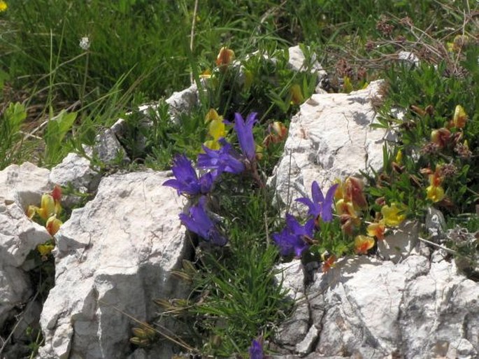 Edraianthus montenegrinus