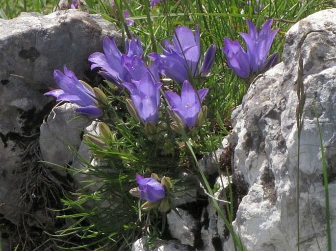 Edraianthus montenegrinus