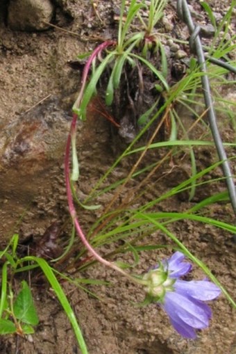 Edraianthus serpyllifolius