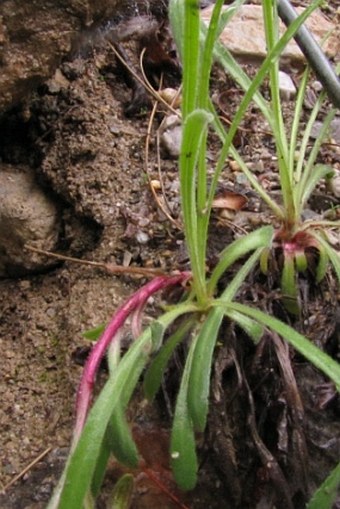 Edraianthus serpyllifolius