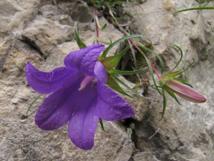 Edraianthus serpyllifolius