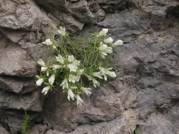 Edraianthus tarae