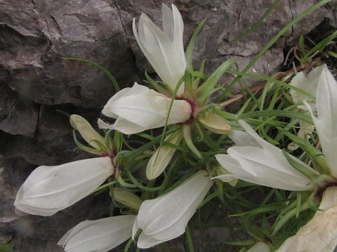 Edraianthus tarae