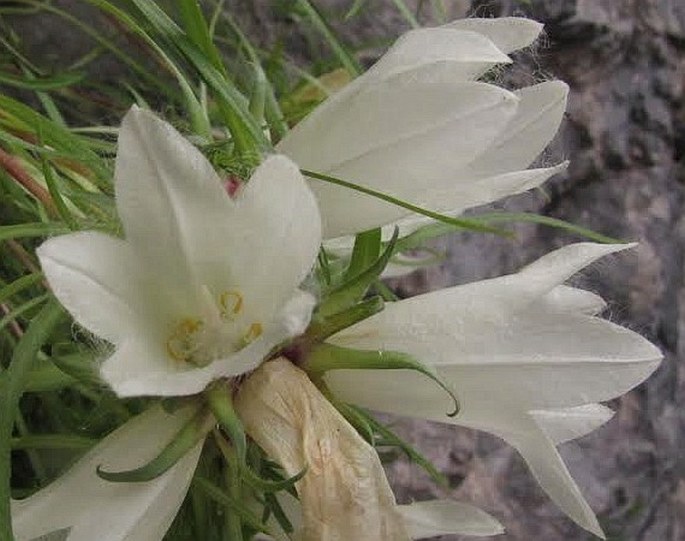 Edraianthus tarae