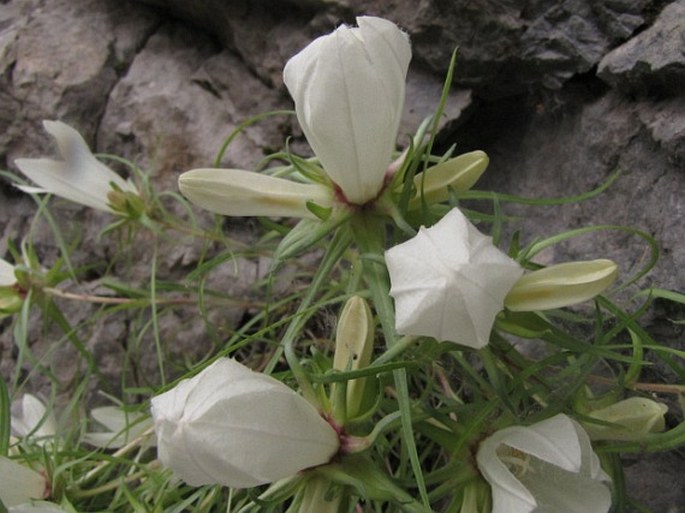 Edraianthus tarae