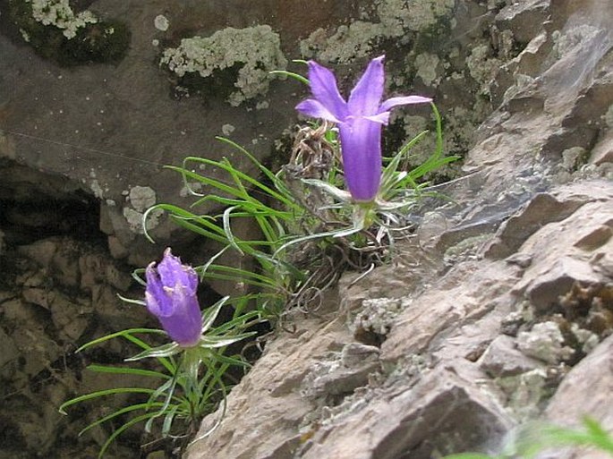 Edraianthus glisicii