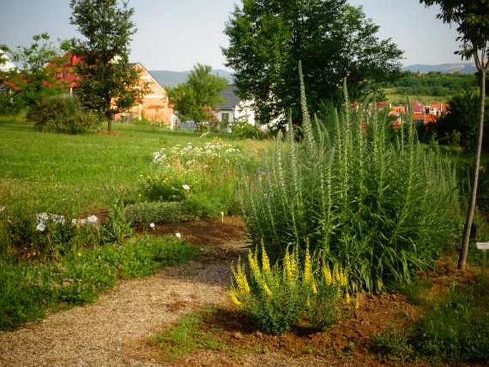 Botanická zahrada Eszterházy Károly Univerzity