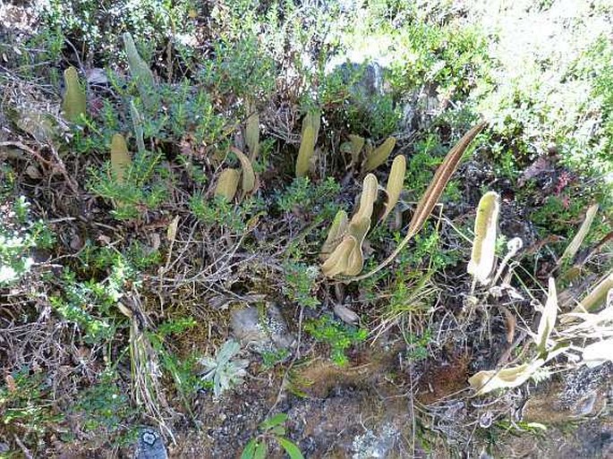 Elaphoglossum bellermannianum