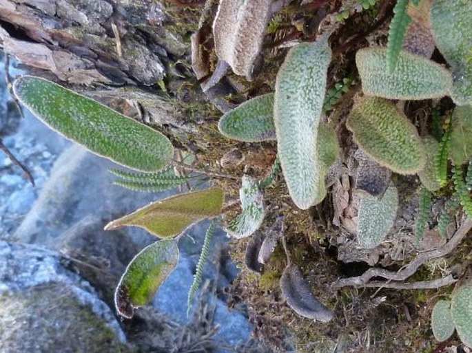 Elaphoglossum bellermannianum