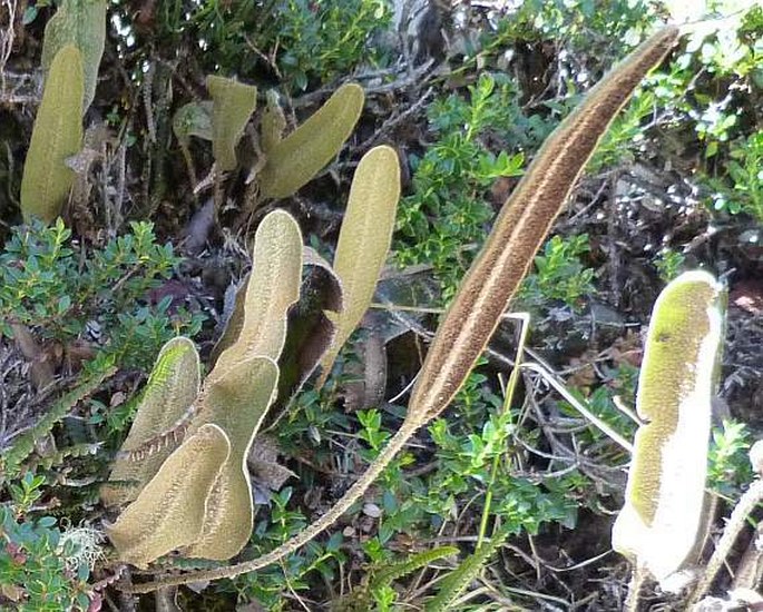 Elaphoglossum bellermannianum