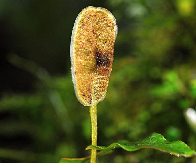 Elaphoglossum peltatum