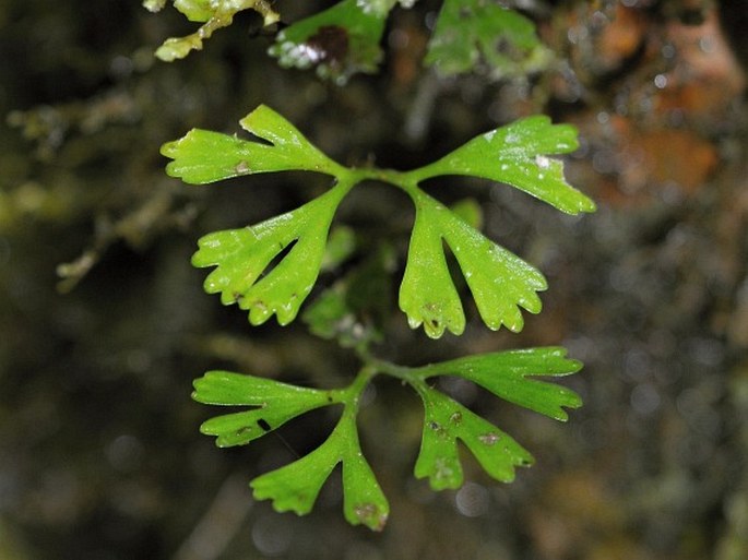 Elaphoglossum peltatum