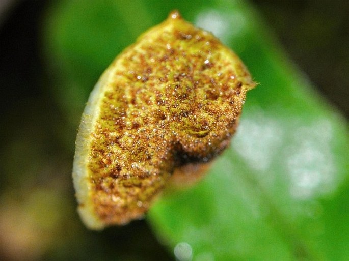 Elaphoglossum peltatum