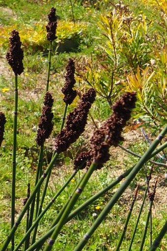 Elegia tectorum