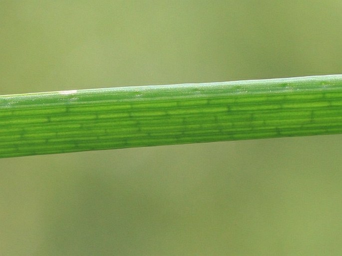 Eleocharis mamillata subsp. austriaca