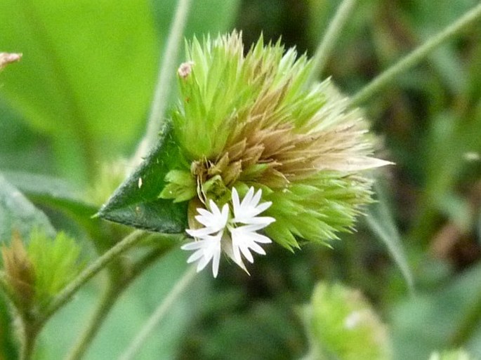 Elephantopus mollis