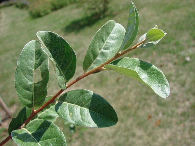 Elaeagnus umbellata