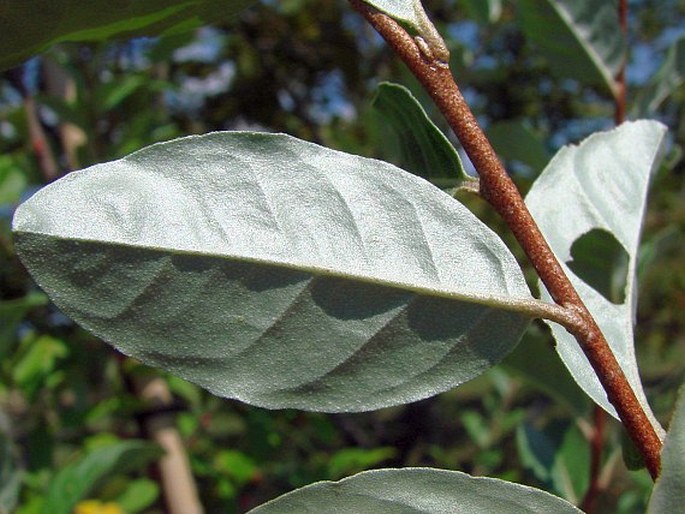 Elaeagnus umbellata